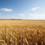 Global Food Prices Stabilize as Wheat and Dairy See Price Hikes, FAO Reports